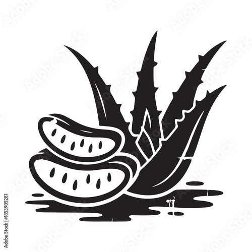 Aloe vera plant illustration with cut leaves showcasing its internal structure