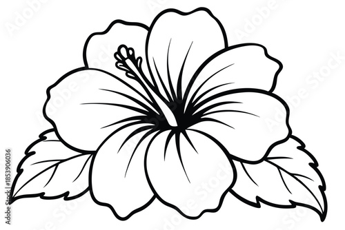 hibiscus silhouette line art vector illustration with a white background