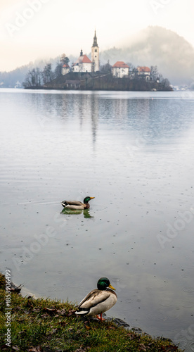 Tranquil lake with two ducks in foreground and small island with church tower in foggy morning light