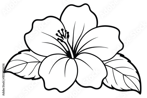 hibiscus silhouette line art vector illustration with a white background