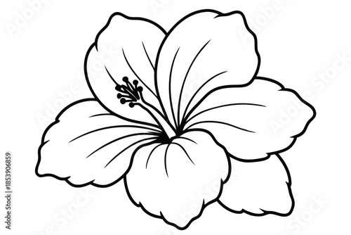 hibiscus silhouette line art vector illustration with a white background