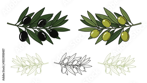 Elegant olive branch illustration set with black, green and outline variations