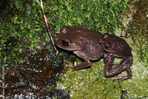 Close-up portrait of hasselt's litter frog (Leptobrachium hasseltii) on log, Wild Asian toad-like frog perched on tree root in tropical jungle, Dark-Colored Leptobrachium hasseltii blending into fores