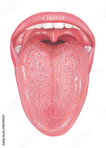 人の舌のイラスト