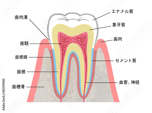 歯の構造のイラスト