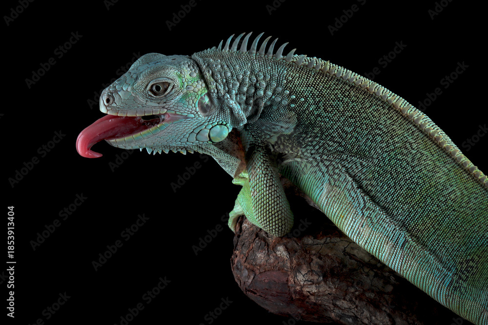 Fototapeta premium Green Iguana closeup head on black background, Head of green iguana side view on black background