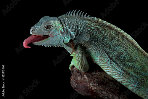 Green Iguana closeup head on black background, Head of green iguana side view on black background 