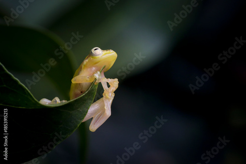 Feihyla vittiger or golden dwarf tree frog on green leaves