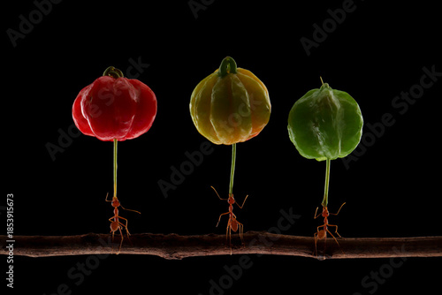 Group of ants with red, yellow, and green fruits on a stick, colorful nature composition, Oecophylla smaragdina ants lifting wild fruits, strength and balance in nature.