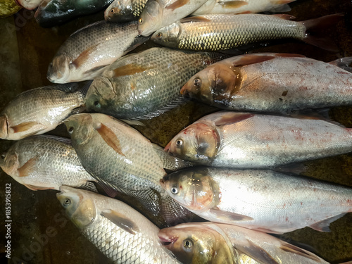 Canvas Print Collection of ilapia rohu labeo and catla carp fish showcasing freshwater specie