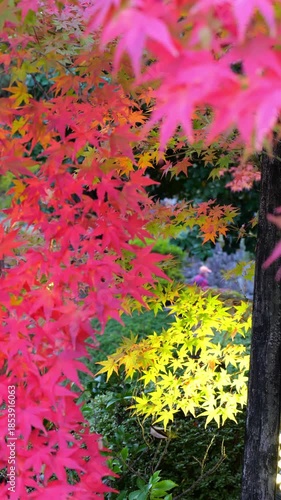 京都、知恩院、寺院、紅葉、黃葉、庭園、歴史的建造物、木造階建、木、日本庭園、秋、青空、光、絶景、写真素材