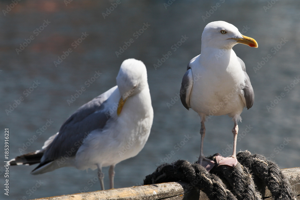 Fototapeta premium Two Seagulls Standing on Harbor Railing