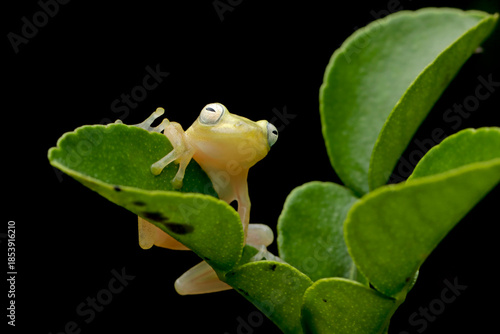 Feihyla vittiger or golden dwarf tree frog on green leaves
