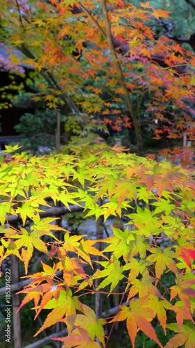 京都、知恩院、寺院、紅葉、黃葉、庭園、歴史的建造物、木造階建、木、日本庭園、秋、青空、光、絶景、写真素材
