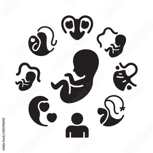 Stages of fetal development depicted in a circular minimalist black and white illustration
