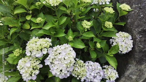 Light rain falls on a partially bloomed hydrangea in the flower bed.