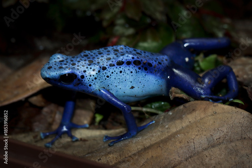 Dart frog dendrobates tinctorius azureus closeup on dry leaves, Dendrobates tinctorius azureus closeup from side view