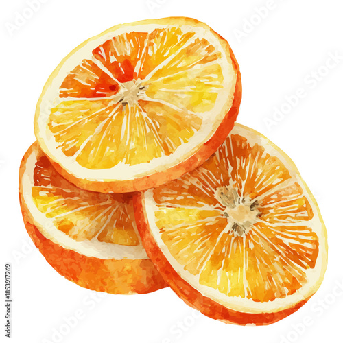Bitter Orange Slices in watercolor painting style, vector illustration on white background.