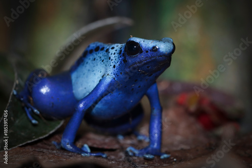 Dart frog dendrobates tinctorius azureus closeup on dry leaves, Dendrobates tinctorius azureus closeup from side view