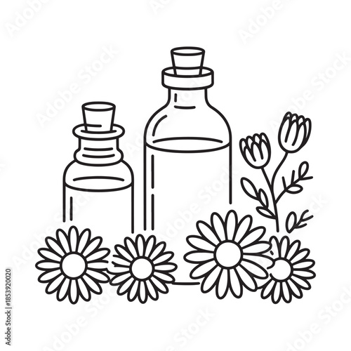 Essential oils chamomile flowers and apothecary bottles in a simple line art style