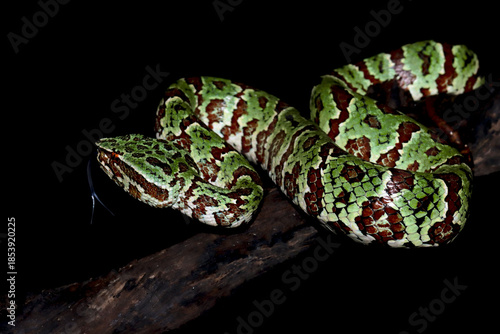Tropidolaemus laticinctus closeup on branch, Viper snake Tropidolaemus laticinctus closeup on isolated background, Indonesian viper snake