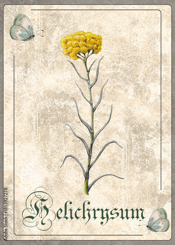 Watercolor Illustration of Helichrysum Plant, Hand Drawn Botanical Card