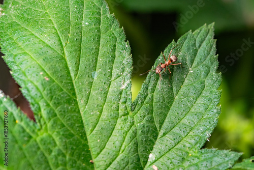 Some plant leaves with complex leaf vein patterns and ants on them complement the wild landscape
