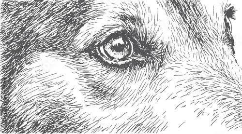 Dog eye portrait in black and white. Detailed vector illustration emphasizing fur texture and expression in a simple style.