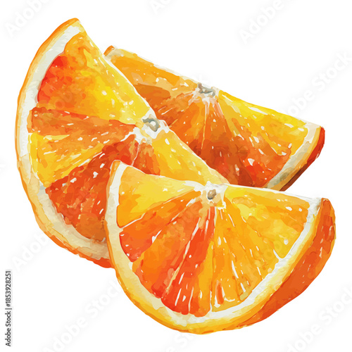 Watercolor-style vector illustration of Bitter Orange Slices, isolated on a clean white background.