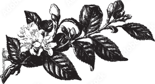 Floral illustration featuring a detailed flower branch with blossoms and leaves. Vintage black and white vector set suitable for botanical art.