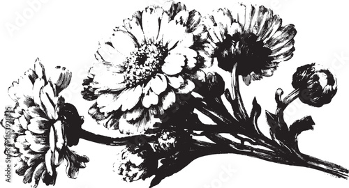 Botanical flower illustration in black and white. Vintage hand-drawn detail, perfect as a decorative vector set.