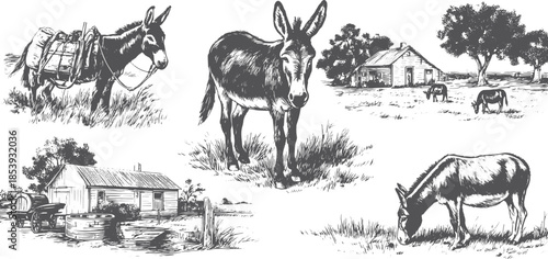Donkey sketches in a black and white style. Rural animals set of vector illustrations depicting farmland and grazing scenery.