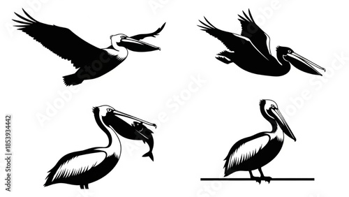 Black Pelican Silhouette Vector Showing Flying Diving Catching Fish and Perched Poses