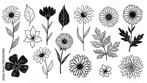 Collection of hand-drawn floral illustrations featuring daisies, leaves, and various botanical elements in a sketch style