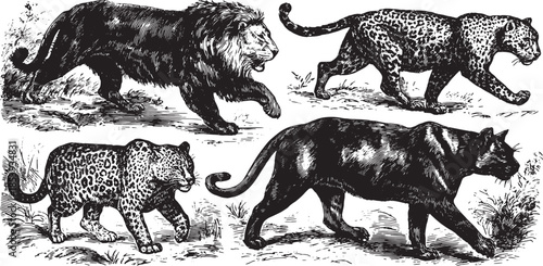 Lion, leopard, and panther walking in a vintage sketch style. Realistic wildlife illustration set showcasing dynamic movements of felines in vector format.