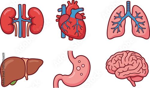 Human internal organs illustration set, heart lungs brain liver kidneys stomach, medical anatomy icons isolated on white background, flat vector