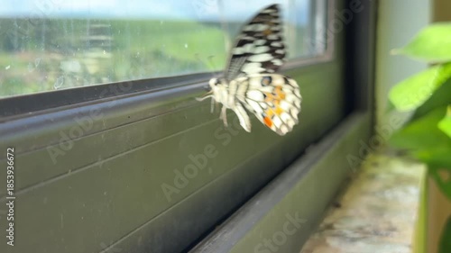 A butterfly repeatedly flutters against dirty window glass inside a closed space, wings touching grime as it seeks light beyond the barrier between interior and outdoors. Trapped nature.