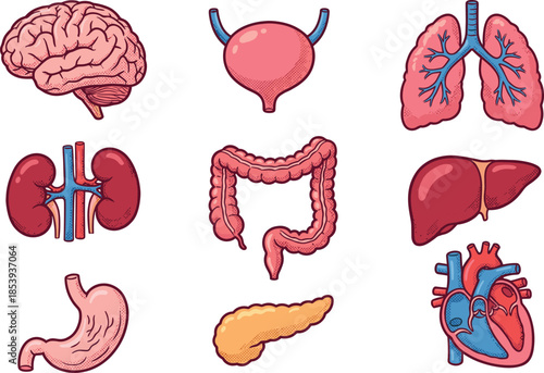 Human internal organs illustration set, brain heart lungs liver stomach kidneys intestines pancreas bladder, detailed medical anatomy icons isolated white