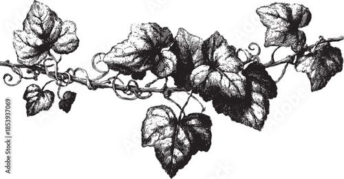 Ivy vine with detailed leaves in black and white sketch style. Elegant botanical illustration, suitable for design or decoration purposes.