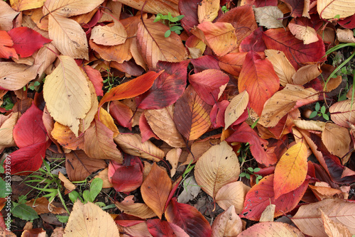 Wallpaper Mural Close up of colorful fallen leaves on the grass in autumn. Pile of dead leaves background. Torontodigital.ca