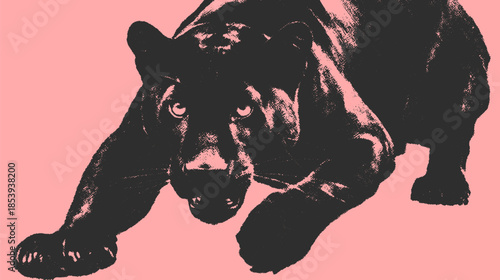Panther illustration in monochrome style. Detailed design showcasing the creature's gaze against a pink background in a vector format.