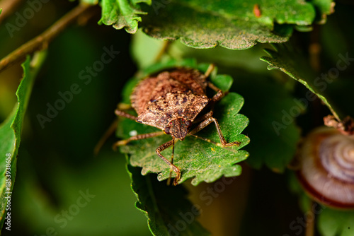 Some plant leaves with complex leaf vein patterns and tea winged bugs on them complement the wild landscape