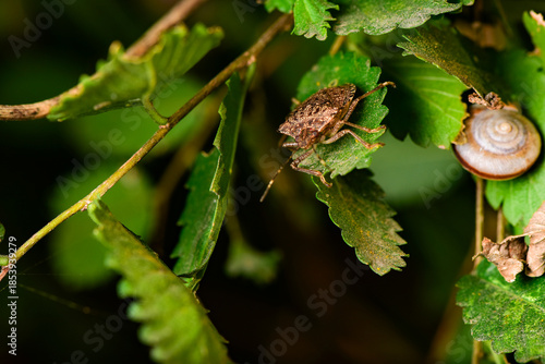Some plant leaves with complex leaf vein patterns and tea winged bugs on them complement the wild landscape
