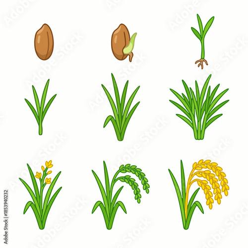 Rice Plant Growth Cycle Stages Set, Flat Vector Illustration of Paddy Life Cycle From Seed to Harvest, Isolated on White Background