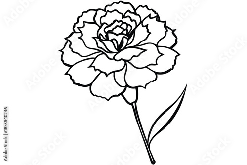 carnation silhouette line art vector illustration with a white background