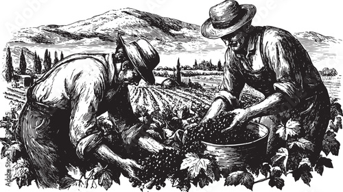 Vineyard workers harvesting grapes in a hand-drawn vector illustration. This vintage depiction showcases traditional farming in a rural landscape.