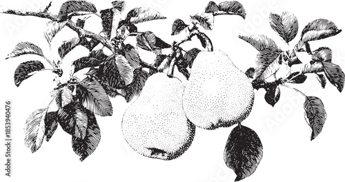 Detailed illustration of a pair of pears on a branch with leaves. This hand-drawn vector illustration highlights the beauty of organic fruit.