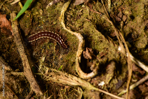 In the wilderness field, a millipede crawls on the ground