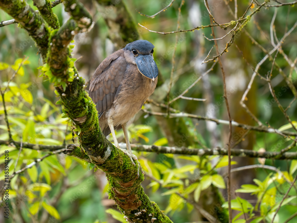 Fototapeta premium Kahnschnabel (Cochlearius cochlearius)