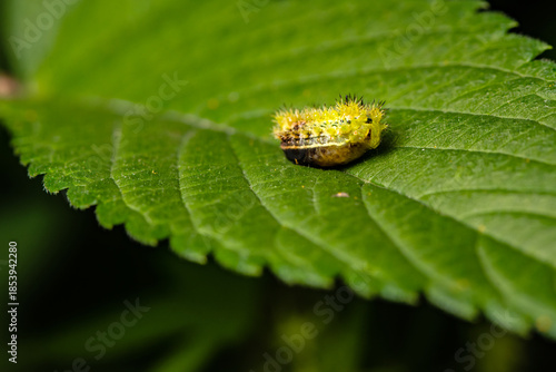Some leaves with complex leaf vein patterns and a green insect called prickly moth larvae complement the wild landscape